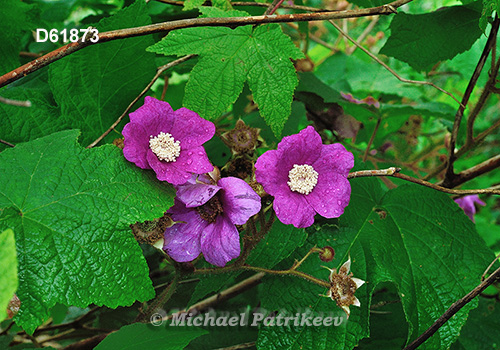 Purple-flowering Raspberry (Rubus odoratus)
